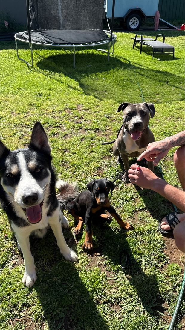 Three dogs working in the backyard