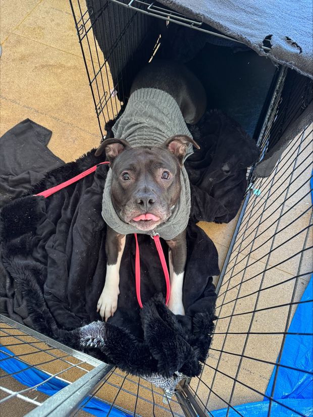 Crate training