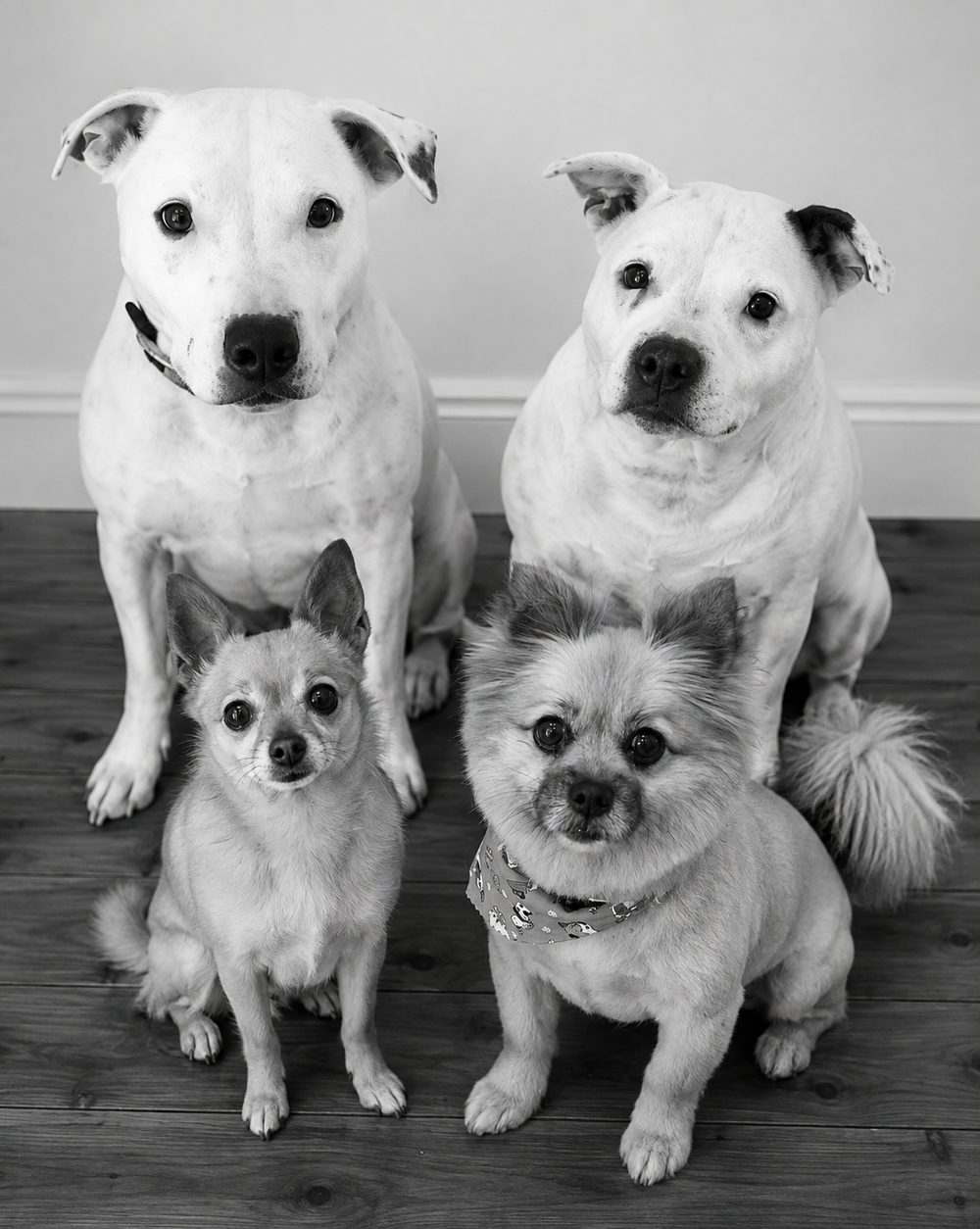 Utah, Snoopy, George and Sofia